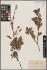 Foto von Salix aurita L. x Salix myrtilloides L.